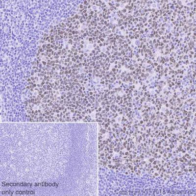 Immunohistochemistry (Formalin/PFA-fixed paraffin-embedded sections) - Anti-MEF2B antibody [EPR22193-26] (AB242058)