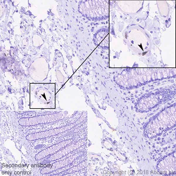 Immunohistochemistry (Formalin/PFA-fixed paraffin-embedded sections) - Anti-MEF2B antibody [EPR22193-26] - BSA and Azide free (AB242347)