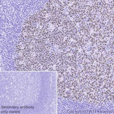 Immunohistochemistry (Formalin/PFA-fixed paraffin-embedded sections) - Anti-MEF2B antibody [EPR22193-26] - BSA and Azide free (AB242347)