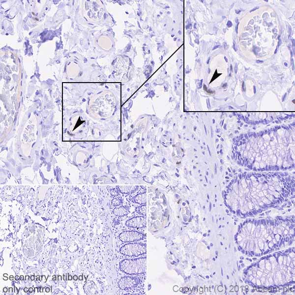 Immunohistochemistry (Formalin/PFA-fixed paraffin-embedded sections) - Anti-MEF2B antibody [EPR22193-78] (AB242059)