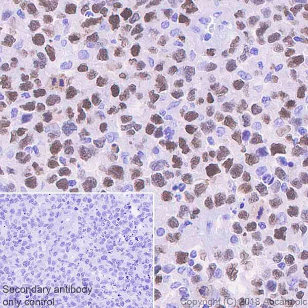 Immunohistochemistry (Formalin/PFA-fixed paraffin-embedded sections) - Anti-MEF2B antibody [EPR22193-78] - BSA and Azide free (AB242332)