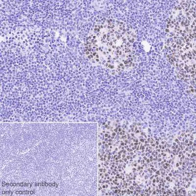 Immunohistochemistry (Formalin/PFA-fixed paraffin-embedded sections) - Anti-MEF2B antibody [EPR22193-78] - BSA and Azide free (AB242332)
