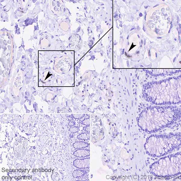 Immunohistochemistry (Formalin/PFA-fixed paraffin-embedded sections) - Anti-MEF2B antibody [EPR22193-78] - BSA and Azide free (AB242332)