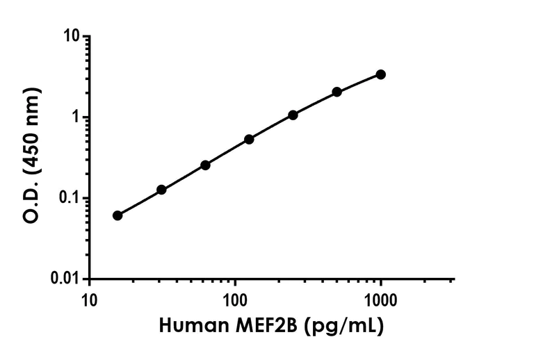 Sandwich ELISA - Anti-MEF2B antibody [EPR25881-49] - BSA and Azide free (Capture) (AB309222)