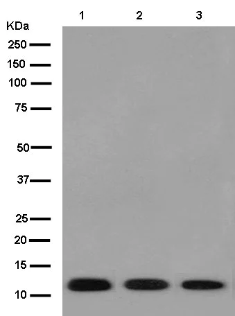 Western blot - Anti-MEF2BNB antibody [EPR14012] - BSA and Azide free (AB250540)