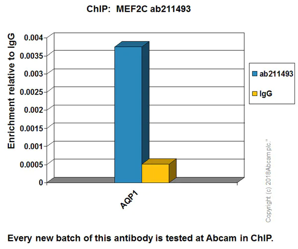 ChIP - Anti-MEF2C antibody [EPR19089-202] - BSA and Azide free (AB231859)