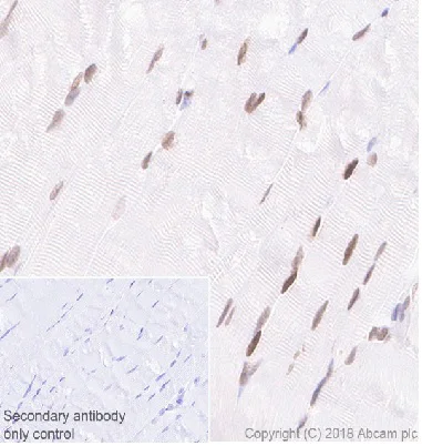 Immunohistochemistry (Formalin/PFA-fixed paraffin-embedded sections) - Anti-MEF2C antibody [EPR19089-202] - BSA and Azide free (AB231859)