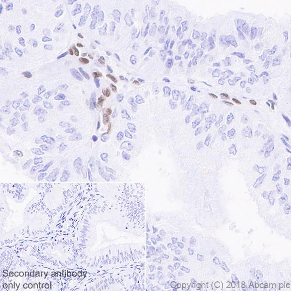 Immunohistochemistry (Formalin/PFA-fixed paraffin-embedded sections) - Anti-MEF2C antibody [EPR19089-202] - BSA and Azide free (AB231859)