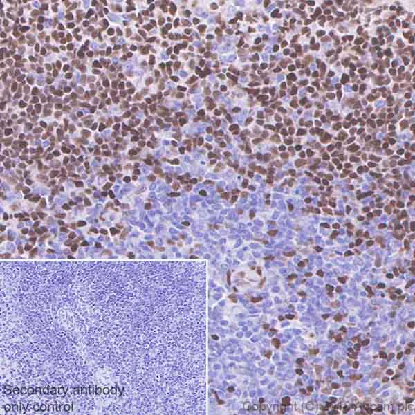Immunohistochemistry (Formalin/PFA-fixed paraffin-embedded sections) - Anti-MEF2C antibody [EPR19089-202] - BSA and Azide free (AB231859)