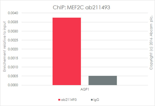 ChIP - Anti-MEF2C antibody [EPR19089-202] - ChIP Grade (AB211493), expandable thumbnail