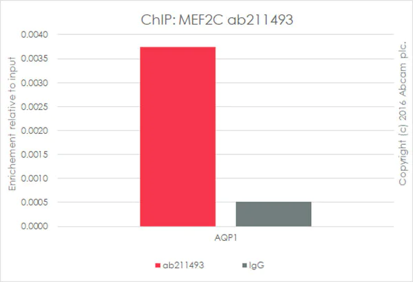 ChIP - Anti-MEF2C antibody [EPR19089-202] - ChIP Grade (AB211493)