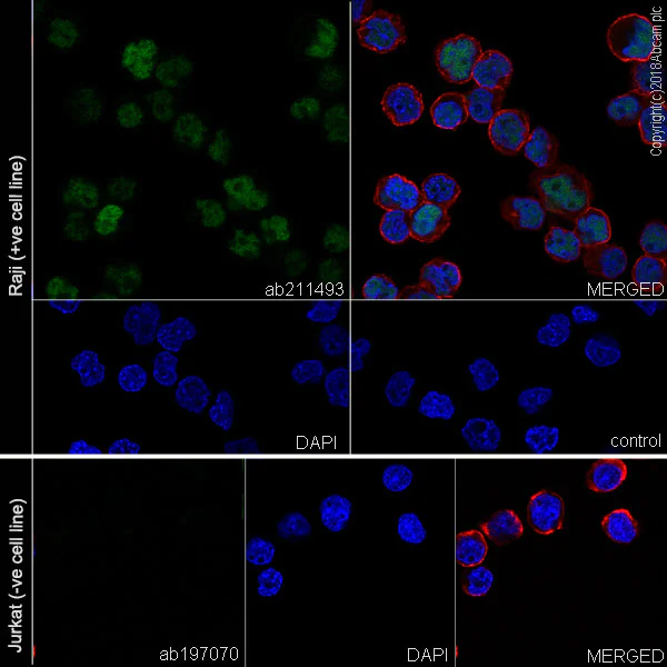 Immunocytochemistry/ Immunofluorescence - Anti-MEF2C antibody [EPR19089-202] - ChIP Grade (AB211493)