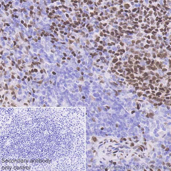 Immunohistochemistry (Formalin/PFA-fixed paraffin-embedded sections) - Anti-MEF2C antibody [EPR19089-202] - ChIP Grade (ab211493), expandable thumbnail