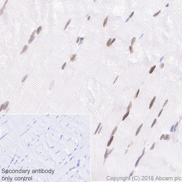 Immunohistochemistry (Formalin/PFA-fixed paraffin-embedded sections) - Anti-MEF2C antibody [EPR19089-202] - ChIP Grade (ab211493), expandable thumbnail