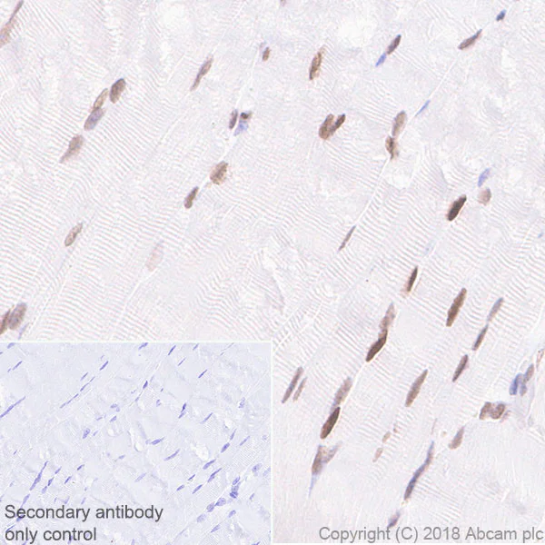 Immunohistochemistry (Formalin/PFA-fixed paraffin-embedded sections) - Anti-MEF2C antibody [EPR19089-202] - ChIP Grade (AB211493)