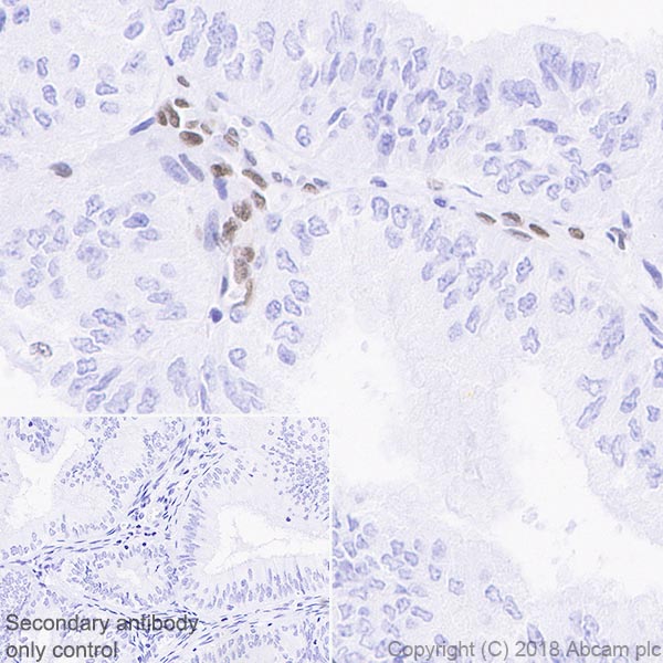 Immunohistochemistry (Formalin/PFA-fixed paraffin-embedded sections) - Anti-MEF2C antibody [EPR19089-202] - ChIP Grade (ab211493), expandable thumbnail