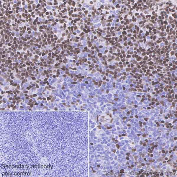Immunohistochemistry (Formalin/PFA-fixed paraffin-embedded sections) - Anti-MEF2C antibody [EPR19089-202] - ChIP Grade (ab211493), expandable thumbnail