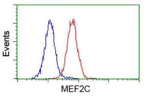 Flow Cytometry (Intracellular) - Anti-MEF2C antibody [OTI4B10] (AB118406)