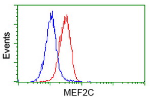 Flow Cytometry (Intracellular) - Anti-MEF2C antibody [OTI4B10] (AB118406)