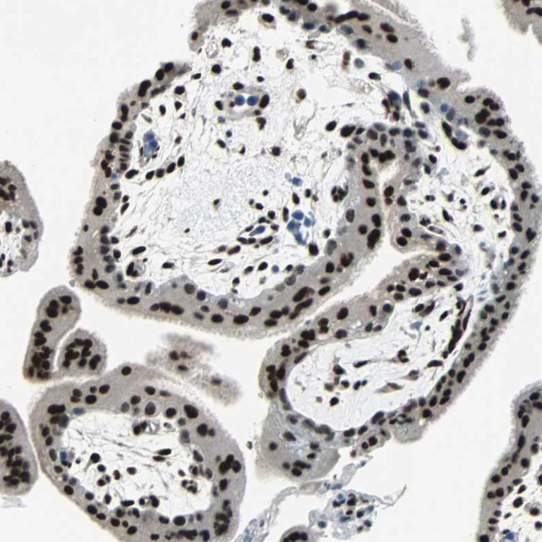 Immunohistochemistry (Formalin/PFA-fixed paraffin-embedded sections) - Anti-MEF2D antibody (AB246884)