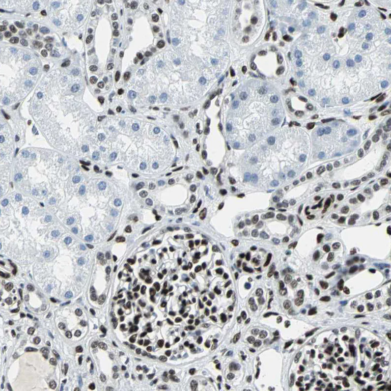 Immunohistochemistry (Formalin/PFA-fixed paraffin-embedded sections) - Anti-MEF2D antibody (AB246884)