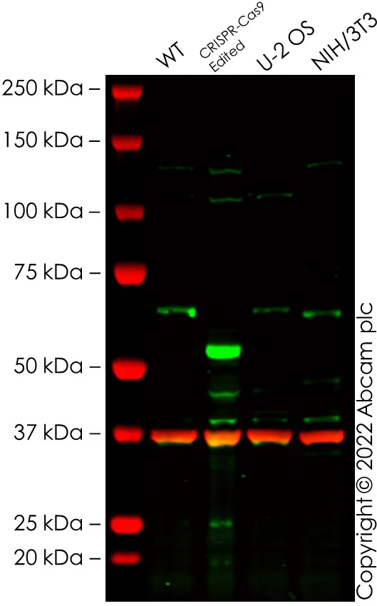 Western blot - Anti-MEF2D antibody (AB246884)