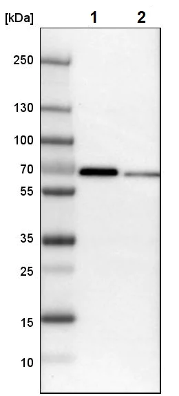 Western blot - Anti-MEF2D antibody (AB246884)