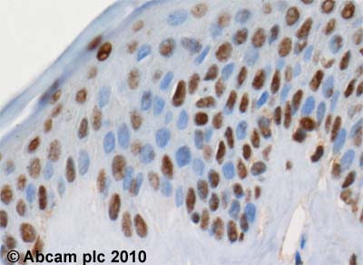 Immunohistochemistry (Formalin/PFA-fixed paraffin-embedded sections) - Anti-MEF2D antibody (AB32845)