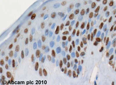 Immunohistochemistry (Formalin/PFA-fixed paraffin-embedded sections) - Anti-MEF2D antibody (AB32845)