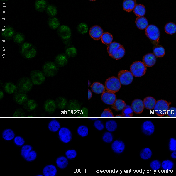 Immunocytochemistry/ Immunofluorescence - Anti-MEF2D antibody [EPR24993-10] (AB282731), expandable thumbnail