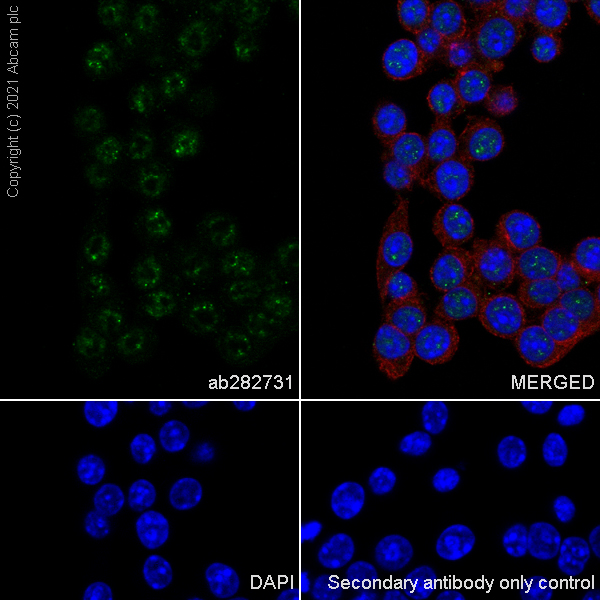 Immunocytochemistry/ Immunofluorescence - Anti-MEF2D antibody [EPR24993-10] (ab282731), expandable thumbnail