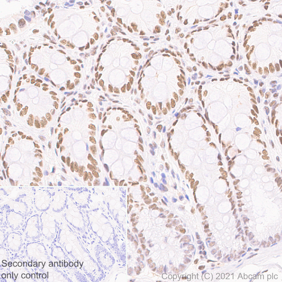 Immunohistochemistry (Formalin/PFA-fixed paraffin-embedded sections) - Anti-MEF2D antibody [EPR24993-10] (ab282731), expandable thumbnail