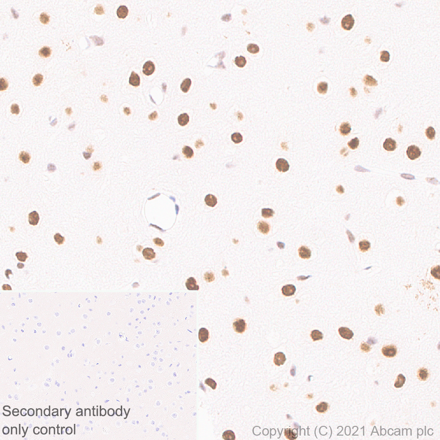 Immunohistochemistry (Formalin/PFA-fixed paraffin-embedded sections) - Anti-MEF2D antibody [EPR24993-10] (ab282731), expandable thumbnail