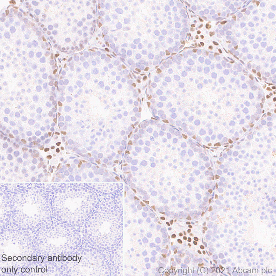 Immunohistochemistry (Formalin/PFA-fixed paraffin-embedded sections) - Anti-MEF2D antibody [EPR24993-10] (AB282731), expandable thumbnail