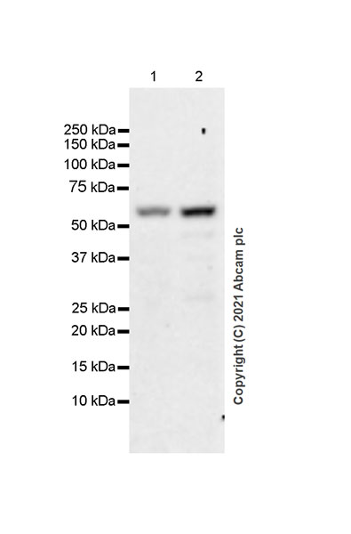 Western blot - Anti-MEF2D antibody [EPR24993-10] (AB282731), expandable thumbnail