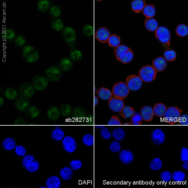 Immunocytochemistry/ Immunofluorescence - Anti-MEF2D antibody [EPR24993-10] - BSA and Azide free (AB282733)