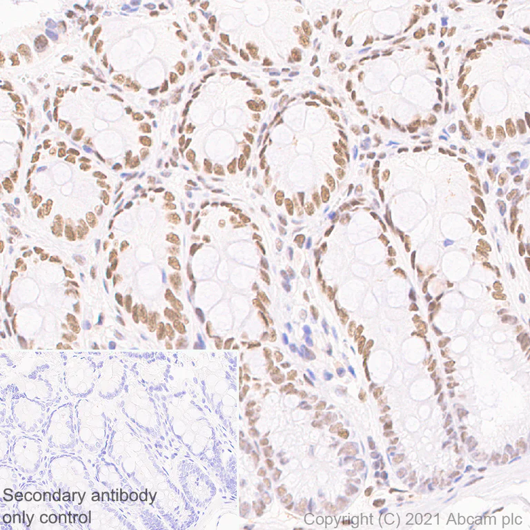 Immunohistochemistry (Formalin/PFA-fixed paraffin-embedded sections) - Anti-MEF2D antibody [EPR24993-10] - BSA and Azide free (AB282733)
