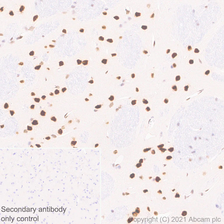 Immunohistochemistry (Formalin/PFA-fixed paraffin-embedded sections) - Anti-MEF2D antibody [EPR24993-10] - BSA and Azide free (AB282733)