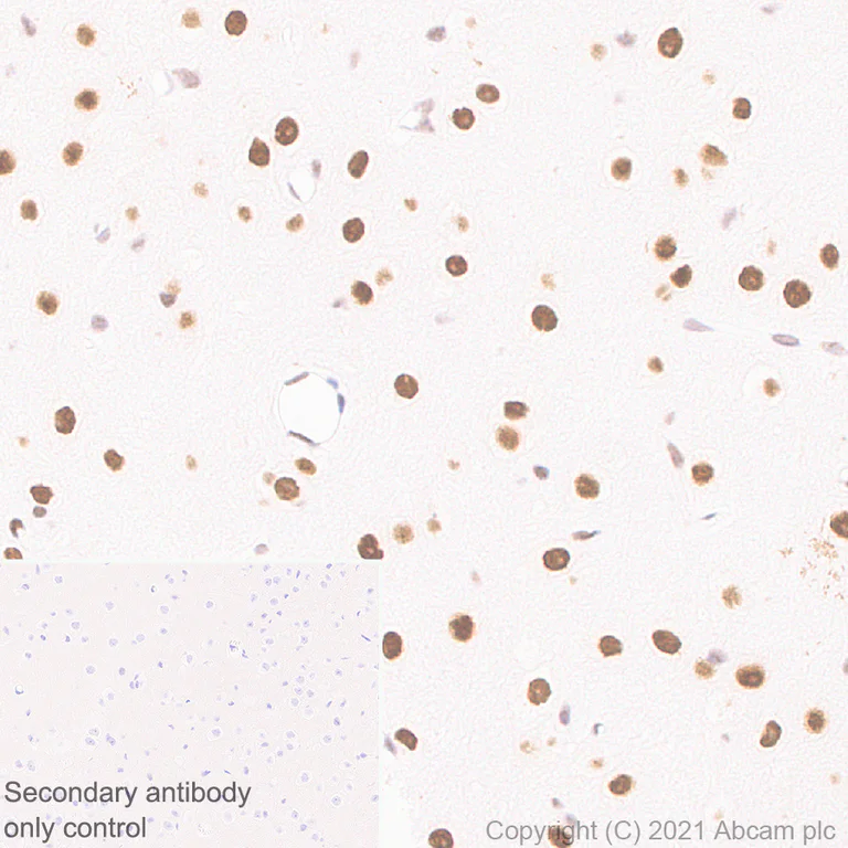 Immunohistochemistry (Formalin/PFA-fixed paraffin-embedded sections) - Anti-MEF2D antibody [EPR24993-10] - BSA and Azide free (AB282733)