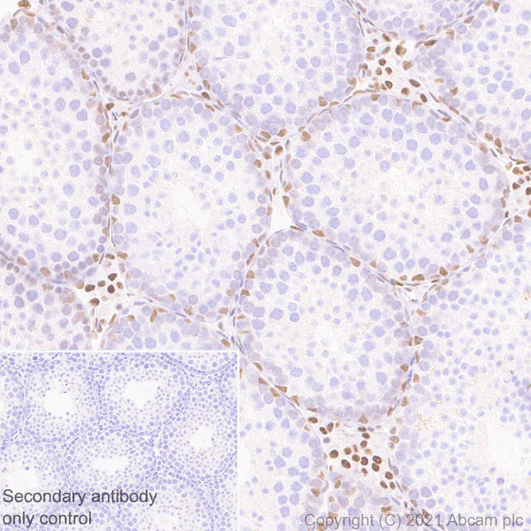 Immunohistochemistry (Formalin/PFA-fixed paraffin-embedded sections) - Anti-MEF2D antibody [EPR24993-10] - BSA and Azide free (AB282733)
