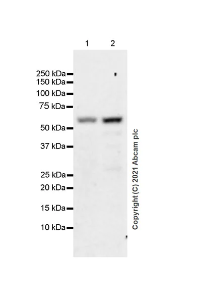 Western blot - Anti-MEF2D antibody [EPR24993-10] - BSA and Azide free (AB282733)