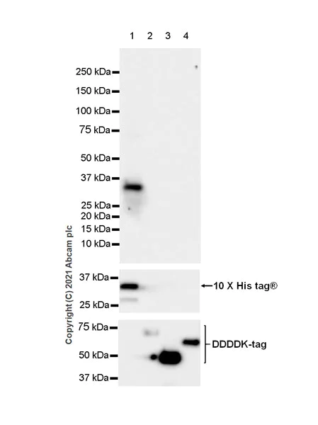 Western blot - Anti-MEF2D antibody [EPR24993-10] - BSA and Azide free (AB282733)