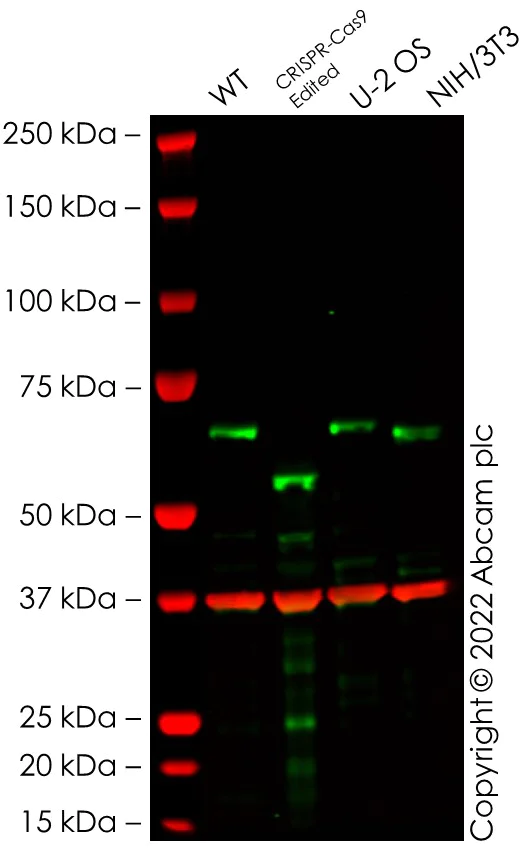 Western blot - Anti-MEF2D antibody [EPR24993-10] - BSA and Azide free (AB282733)