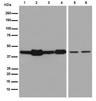 Western blot - Anti-Meis homeobox 3/MEIS3 antibody [EPR15416] (AB185961)