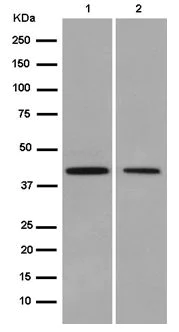 Western blot - Anti-Meis homeobox 3/MEIS3 antibody [EPR15416] (AB185961)