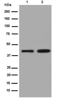 Western blot - Anti-Meis homeobox 3/MEIS3 antibody [EPR15416] (AB185961)