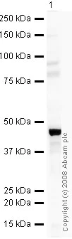 Western blot - Anti-MEIS1 antibody (AB19867)
