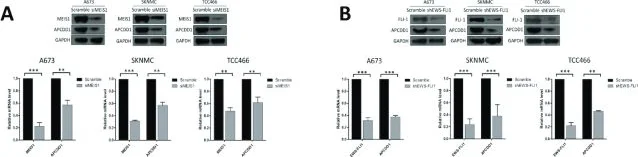 Western blot - Anti-MEIS1 antibody (AB19867)