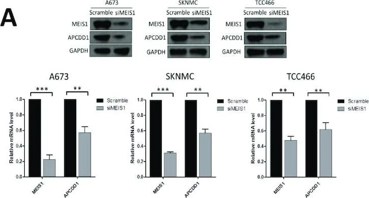 Western blot - Anti-MEIS1 antibody (AB19867)