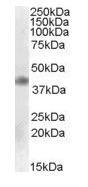 Western blot - Anti-MEIS1 antibody (AB80593)
